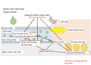 ổn định màng nước mắt